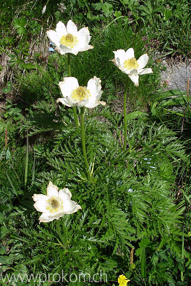 Alpenanemone