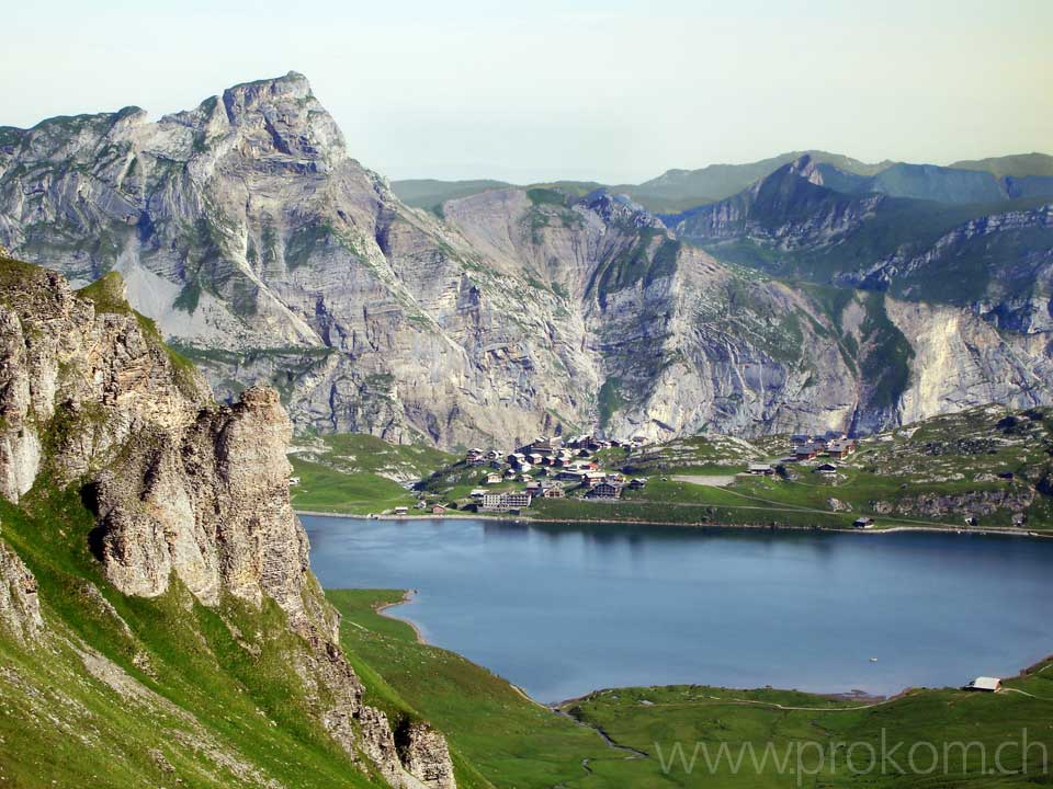 Alpenlöwenmäulchen