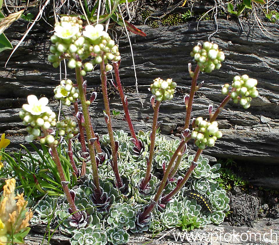 Alpenlblume