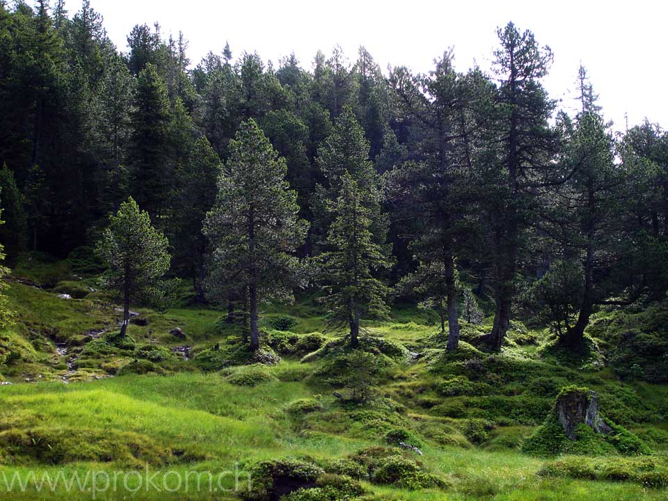 auf dem Weg zum Gü:pfi
