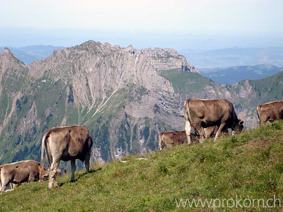 Rindviecher unterhalb des Rautispitz