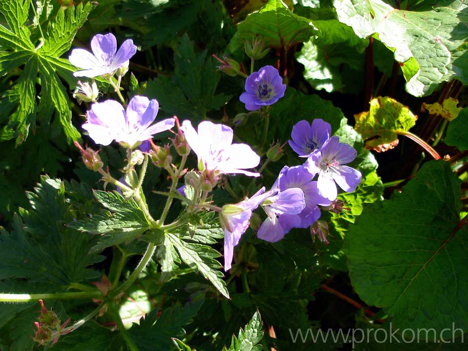 Waldstorchenschnabel