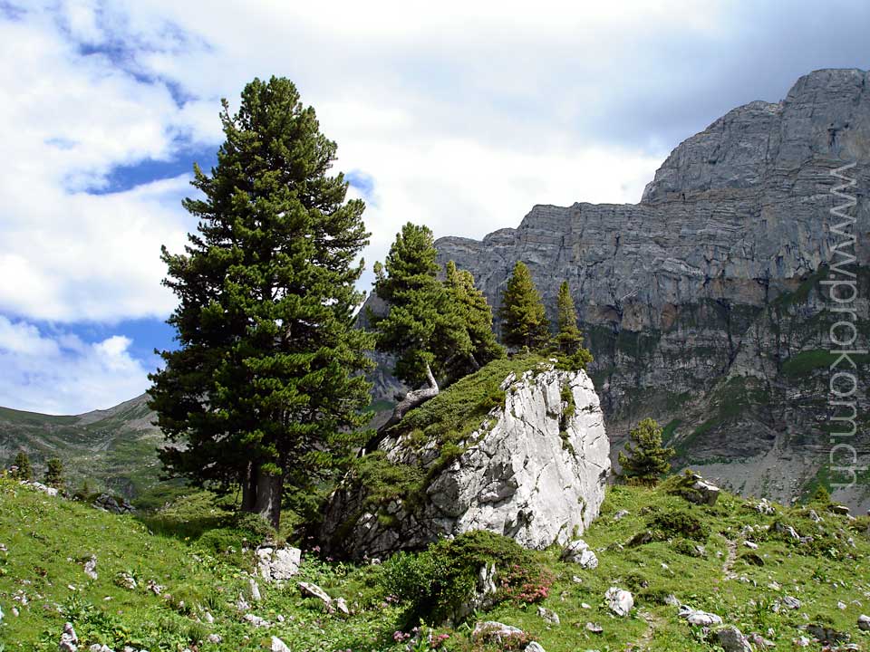 Alpenbonsai