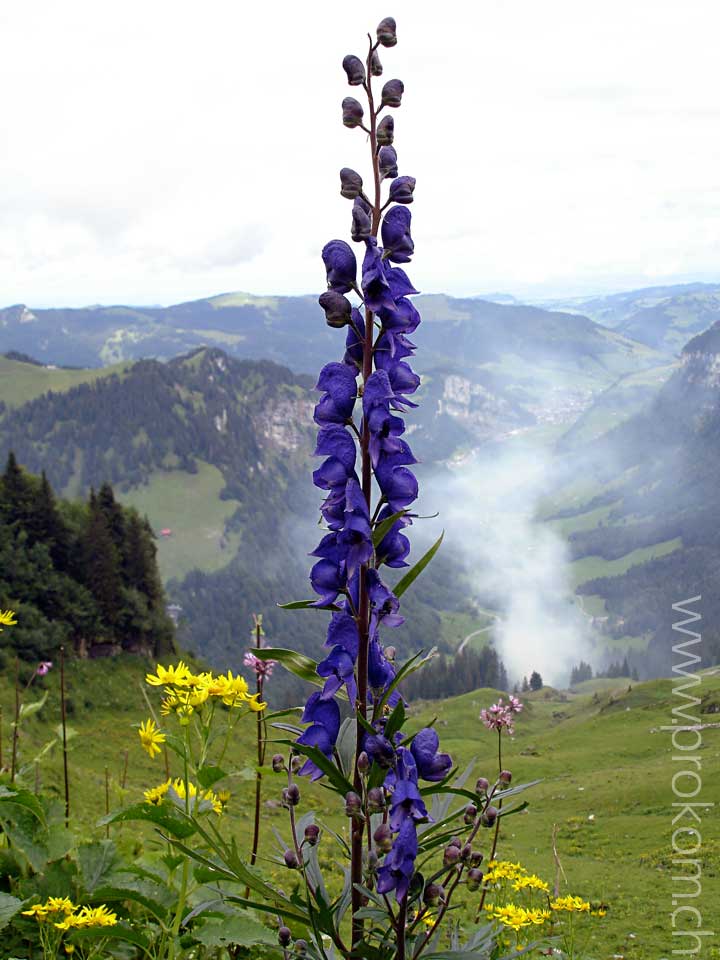 Aconitum