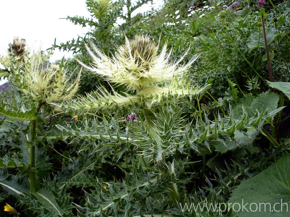 Alpenkratzdistel