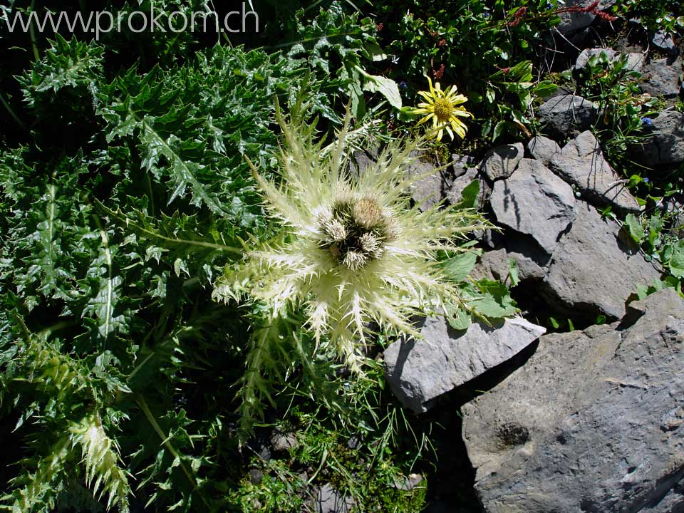 Alpenkratzdistel