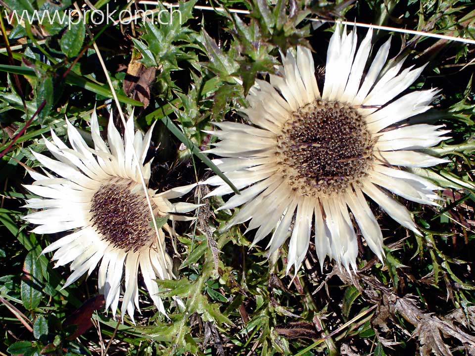 Silberdistel