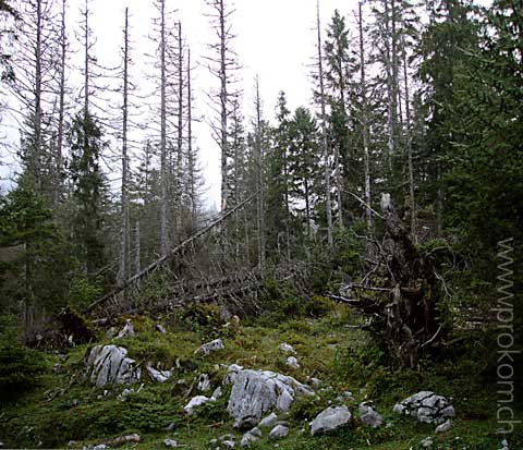 Wald bei Schlund