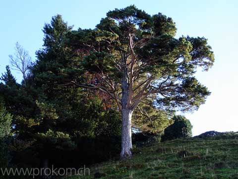Waldkiefer, Pinus silvestris