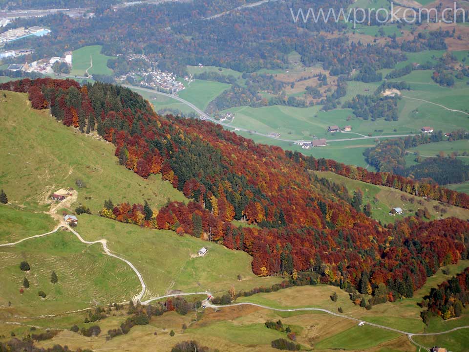 Herbstwald