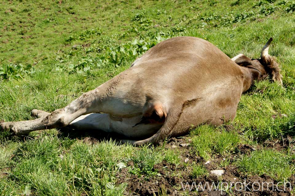 Braunvieh auf der Sommerweide, ob dem Wägitalersee