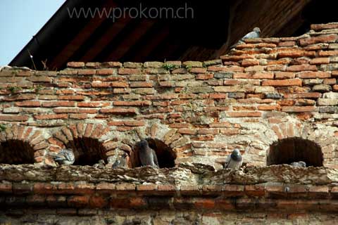 In den alten Mauern leben Tauben