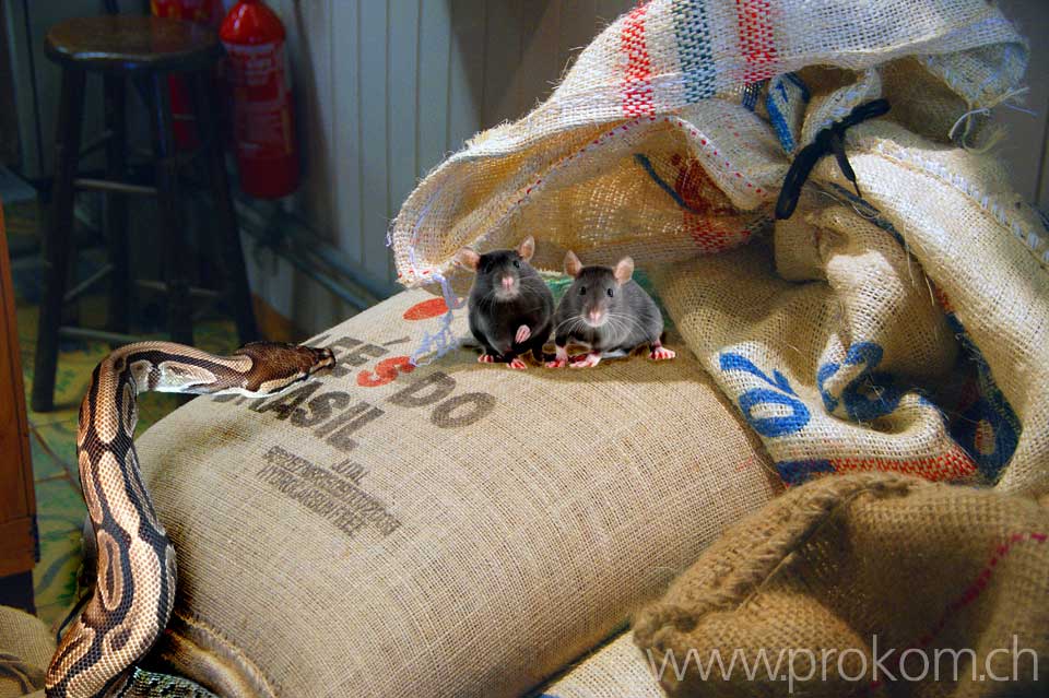 Markt, Läden, market, shops, рынок, магазины, mercato, negozi