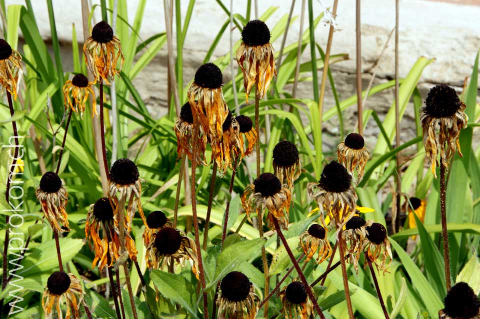 Ein wunderbarer Trauerflor, von Mutter Natur persönlich zusammengestellt.