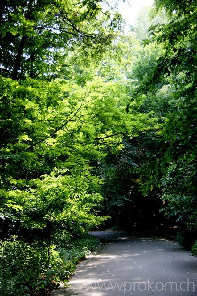 Im Bild: Robinie ( Robinia pseudoacacia)