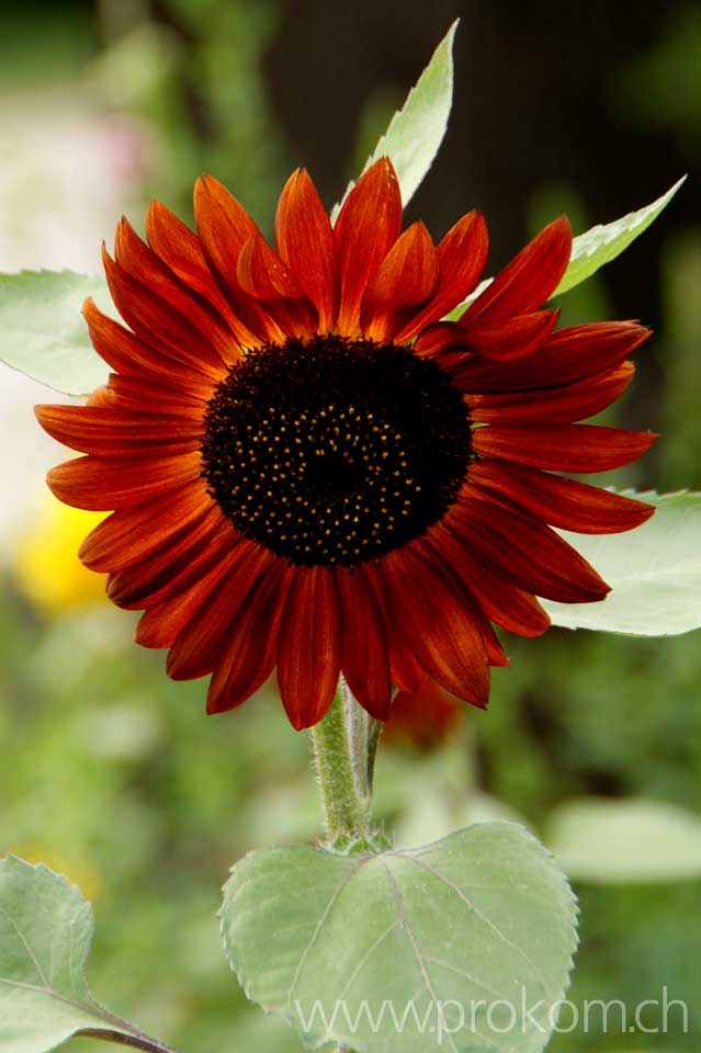 Helianthus annuus