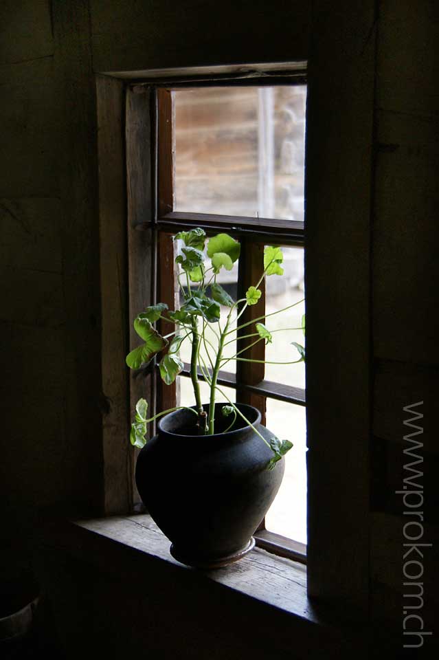 Fenster mit Geranie – innen