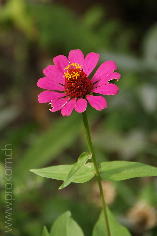 Zinnia