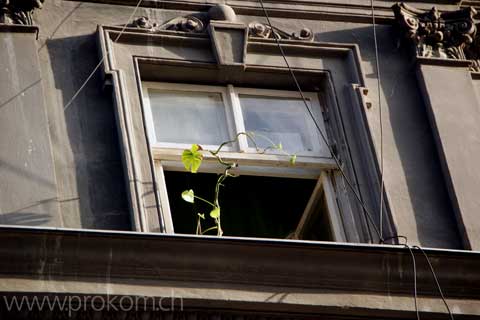 Altes Gebäude, altes Fenster, vorwitziger Philodendron– Lemberg