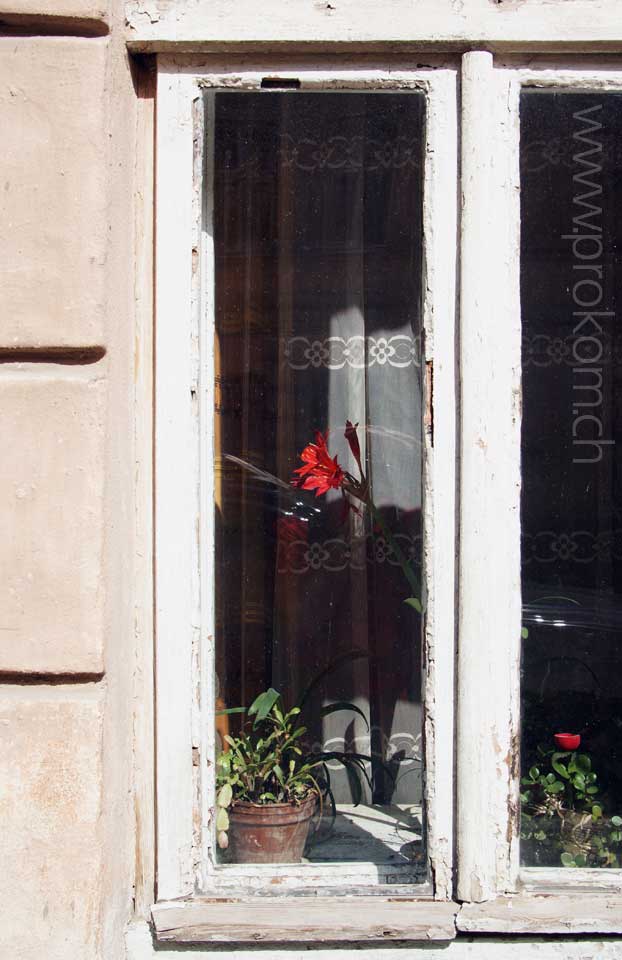 Blumenfenster in Lwiw
