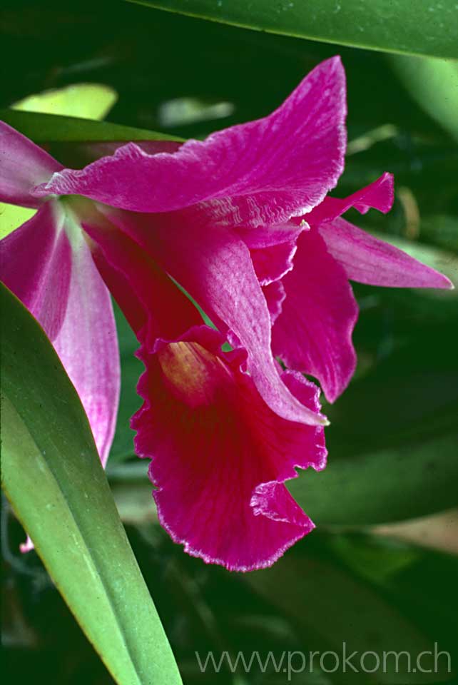 Cattleya