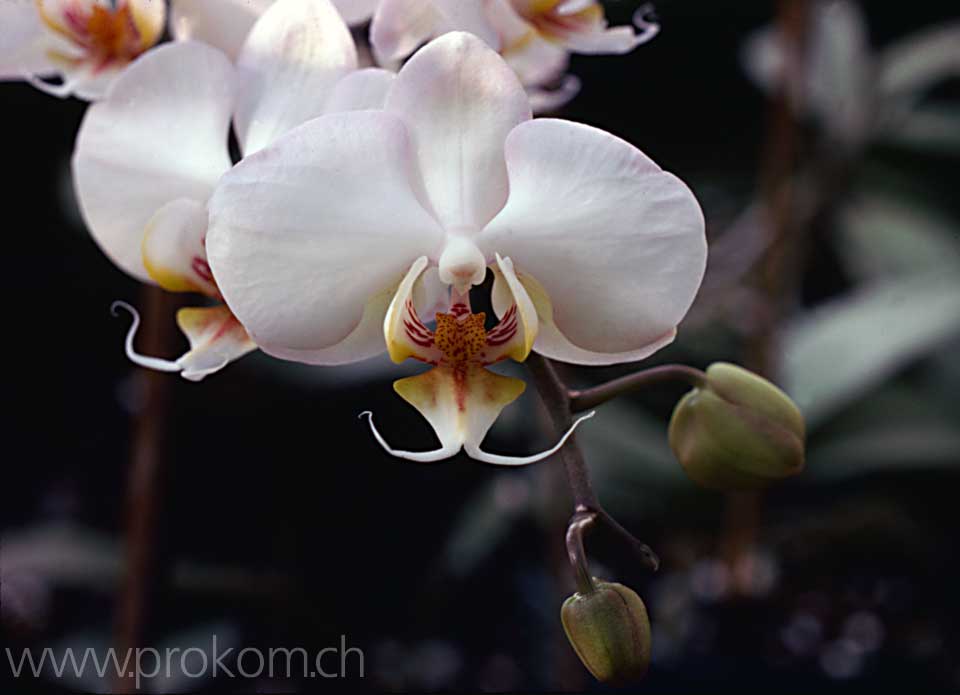 Phalaenopsis