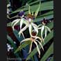Encyclia octopussi