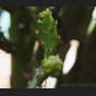 Kaktusblüte Opuntie