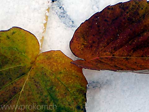 Blätter im Schnee