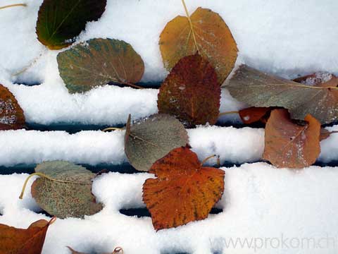 Blätter im Schnee