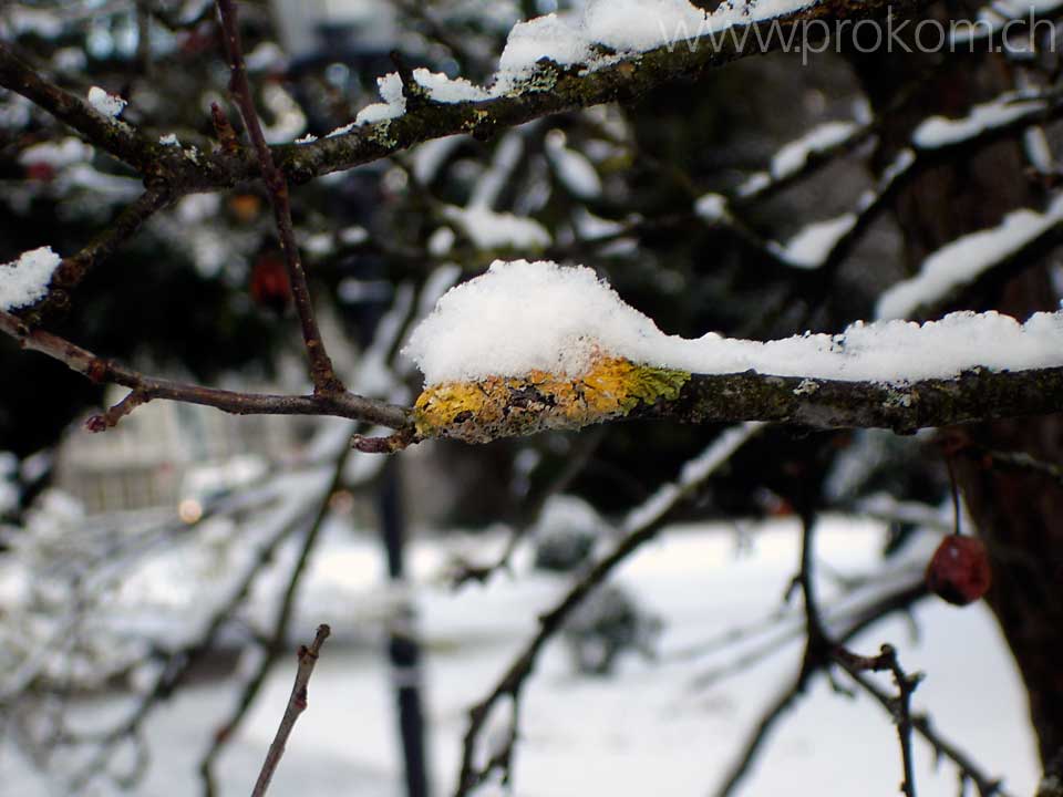 Flechten mit Schnee